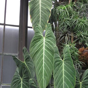 Może przedstawiać: Roślina Philodendron melanochrysum z dużymi, wydłużonymi liśćmi w kształcie serca, o aksamitnej, ciemnozielonej fakturze i wyraźnych, jasnych nerwach. Ulistnienie rośnie pionowo, prezentując głęboką zieleń z delikatnym zaż&oacute;łceniem na krawędziach g&oacute;rnych liści.