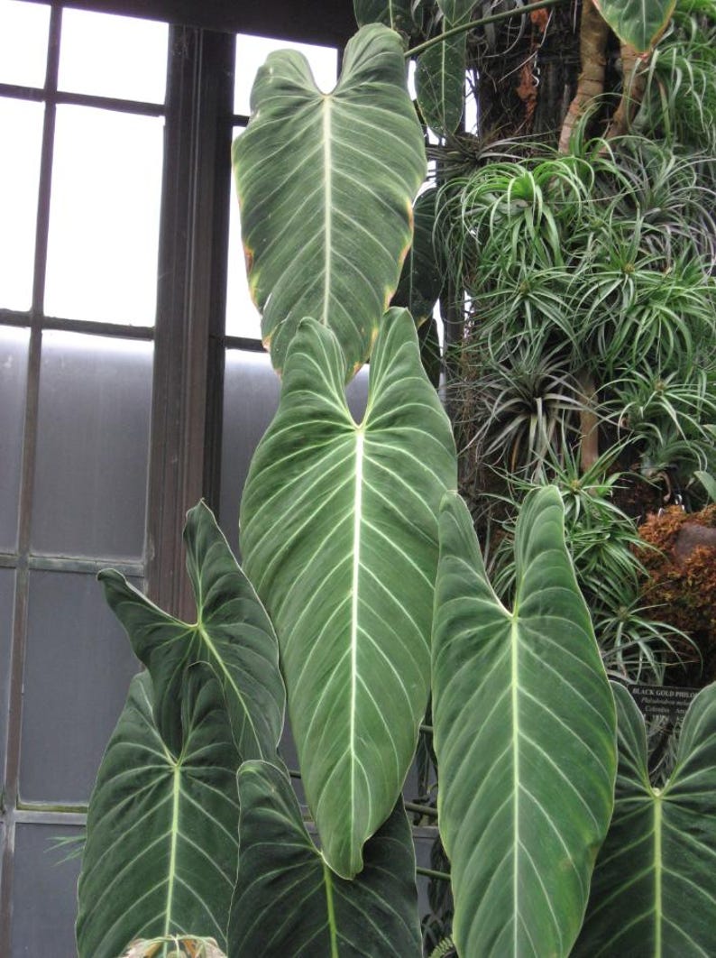 Może przedstawiać: Roślina Philodendron melanochrysum z dużymi, wydłużonymi liśćmi w kształcie serca, o aksamitnej, ciemnozielonej fakturze i wyraźnych, jasnych nerwach. Ulistnienie rośnie pionowo, prezentując głęboką zieleń z delikatnym zaż&oacute;łceniem na krawędziach g&oacute;rnych liści.