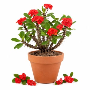 May include: A Crown of Thorns plant with vibrant red flowers and green leaves, featuring woody, thorny stems. The plant is potted in a simple, round, terracotta-colored clay pot, with a few loose red flower clusters resting at the base.