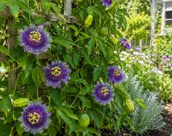 Set of 2 Passiflora Incarnata Maypop Live Plants, Purple Passionflower Vine Starters 5–7 Inch Tall for Garden