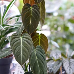 Może przedstawiać: Zbliżenie rośliny Philodendron Melanochrysum z dużymi liśćmi w kształcie serca. Liście są w głębokim odcieniu zieleni z wyraźnymi, jasno zabarwionymi żyłkami. Roślina znajduje się w doniczce, z innymi roślinami w tle.