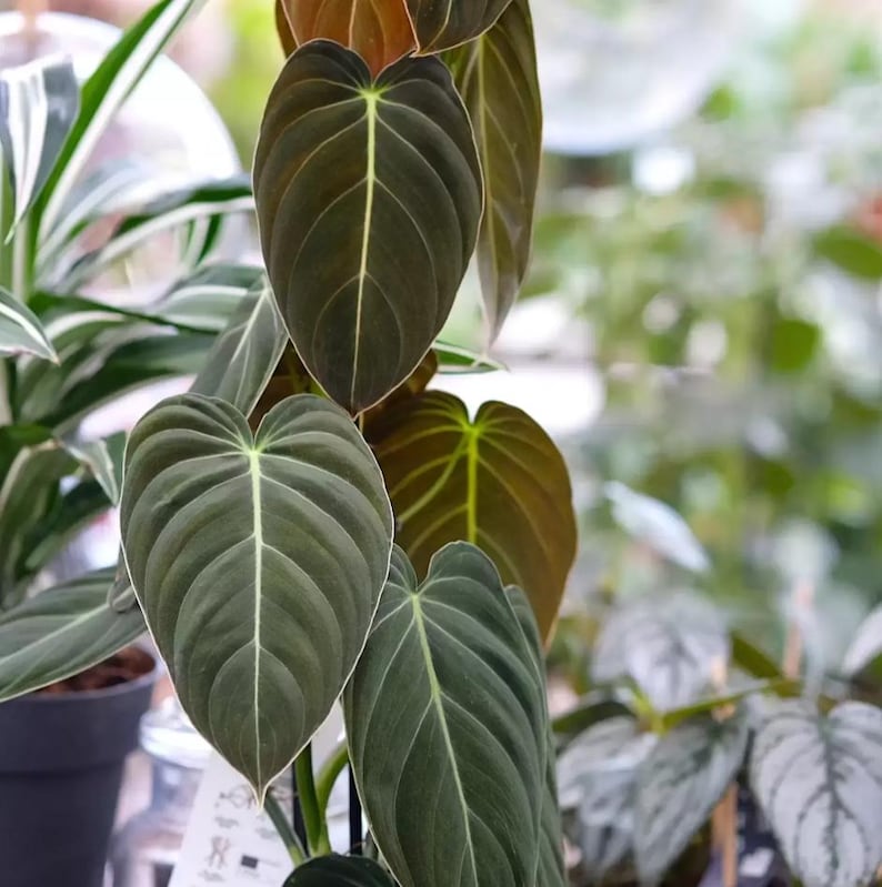 Może przedstawiać: Zbliżenie rośliny Philodendron Melanochrysum z dużymi liśćmi w kształcie serca. Liście są w głębokim odcieniu zieleni z wyraźnymi, jasno zabarwionymi żyłkami. Roślina znajduje się w doniczce, z innymi roślinami w tle.