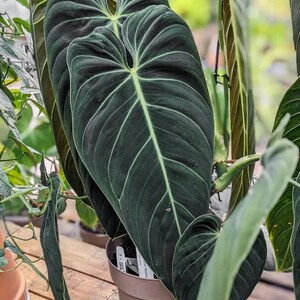Rare Philodendron Melanochrysum Live Plant, Velvety Dark Green Foliage, Tropical Indoor Houseplant Starter, 5-9 Inch Tall, No Pot zdjęcie 5