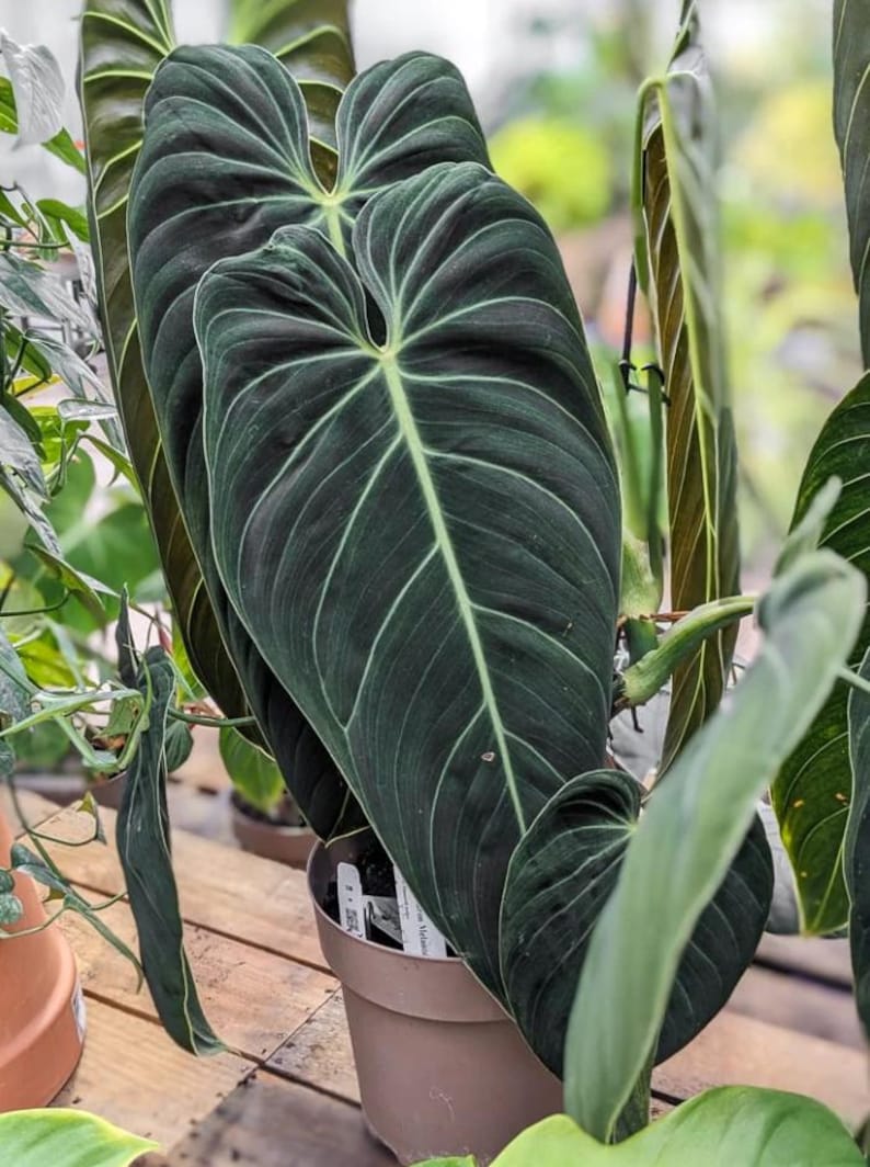 Rare Philodendron Melanochrysum Live Plant, Velvety Dark Green Foliage, Tropical Indoor Houseplant Starter, 5-9 Inch Tall, No Pot zdjęcie 5