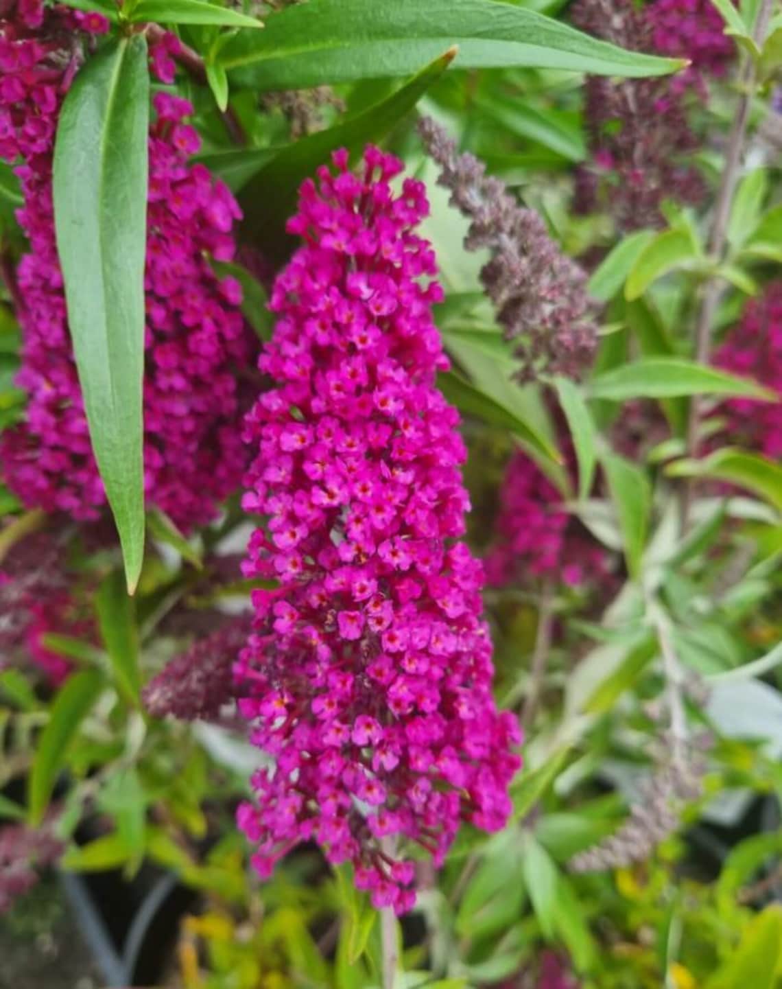 Raspberry Butterfly Bush, Live Starter Shrub, Outdoor Garden Plant, 4-8 ...