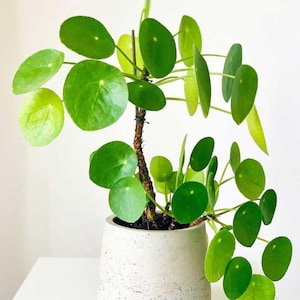 metal indoor planter Tall Taper Black Metal Planter Flower Plant Pot Indoor Outdoor Planters Steel Flower Pot Kozyard main image 0