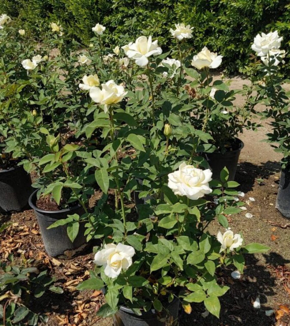 John F Kennedy White Hybrid Tea Rose Plant Live, 5–8 Inch Tall Rose ...