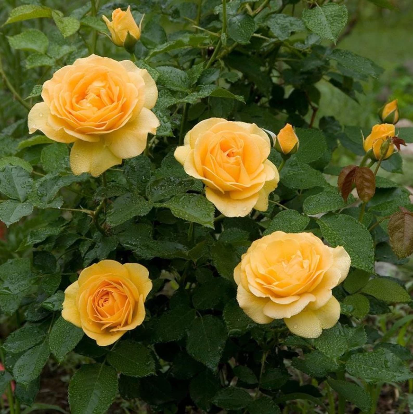 Julia Child Rose Plant Live, Buttery Yellow Floribunda Rose 5–8