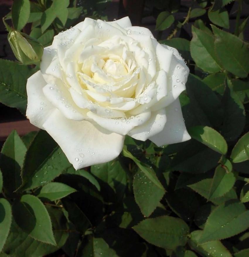 John F Kennedy White Hybrid Tea Rose Plant Live, 5–8 Inch Tall Rose ...