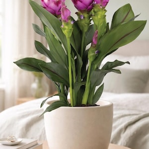 May include: A potted plant with vibrant pink flowers and large green leaves. The plant is in a cream-colored ceramic pot, sitting on a wooden table. The flowers are clustered at the top, with some buds still closed.
