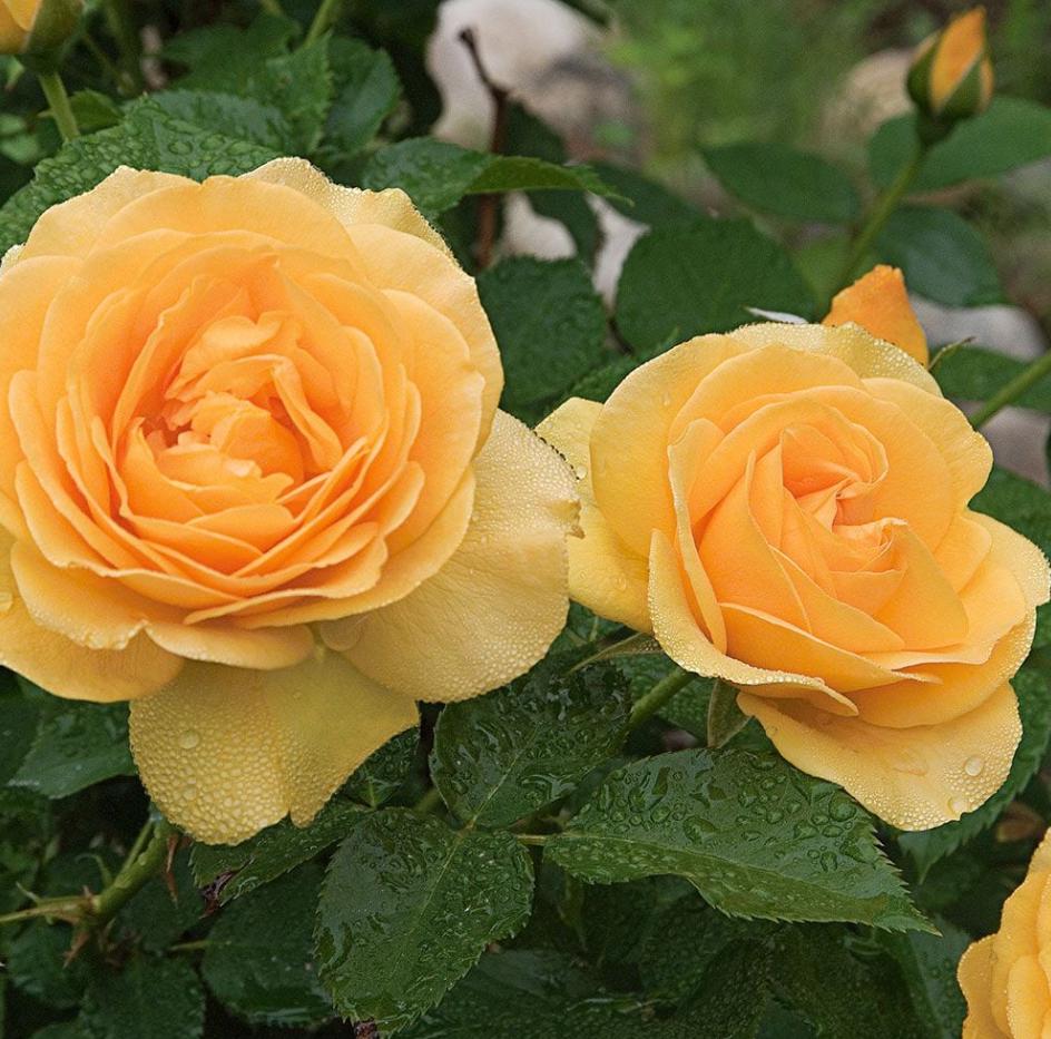 Julia Child Rose Plant Live, Buttery Yellow Floribunda Rose 5–8