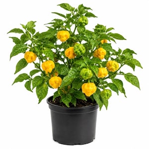 May include: A potted pepper plant with vibrant green leaves and numerous wrinkled, bright yellow chili peppers. The plant is housed in a simple, solid black plastic container, showcasing a healthy growth habit with both ripe and unripe fruits.