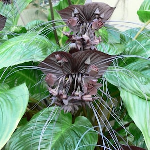 May include: A set of three ceramic mugs with a speckled, matte finish. The mugs are in shades of cream, light gray, and dark gray. Each mug has a simple, minimalist design, perfect for coffee or tea.