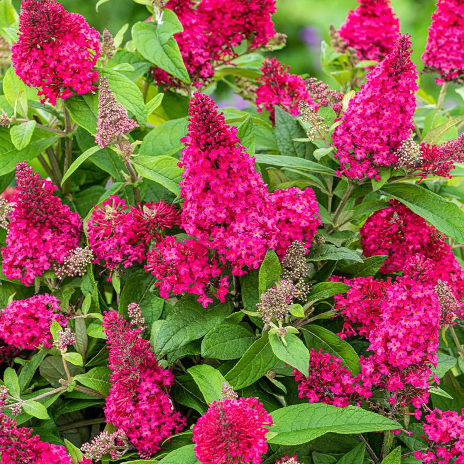Raspberry Butterfly Bush, Live Starter Shrub, Outdoor Garden Plant, 4-8 ...