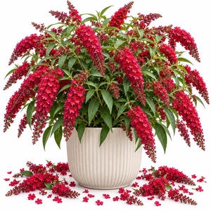 May include: A potted Buddleja plant featuring numerous vibrant red, cone-shaped flower clusters and pointed green leaves. The plant is housed in a round, off-white ceramic pot with vertical ribbed detailing, with several fallen red blossoms below.