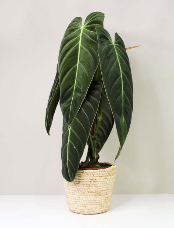 Rare Philodendron Melanochrysum Live Plant, Velvety Dark Green Foliage, Tropical Indoor Houseplant Starter, 5-9 Inch Tall, No Pot