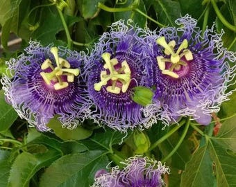 Passiflora Incarnata Live Plant, Purple Passionflower Vine Starter 5–7 Inch Tall, Passion Flower Plant for Garden Growing