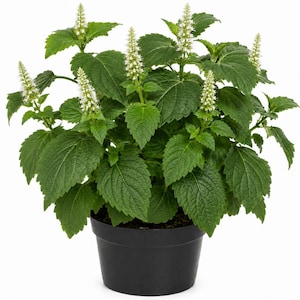 May include: A potted catnip plant featuring lush, dark green, serrated leaves and multiple upright spikes of small, white, tubular flowers. The plant is contained within a simple, solid black plastic pot against a plain white background.