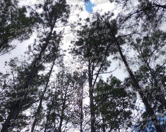 LAGO LUCIE, Florida, Fotografía de árboles altos 2025 (Descarga digital)