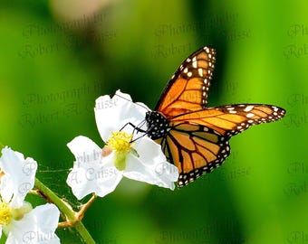 Mariposa Monarca de Florida, Fotografía de Exhibición 2022 (Descarga Digital)