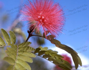 Fotografía de la flor del cepillo de botella rojo de Marco Island, 1974 (impresión fotográfica)