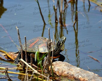 Tortuga en un tronco, Jardines Venetian, Florida, 2023 (Descarga digital)