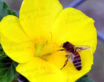 Abeja de Florida - Flor Amarilla, Fotografía de Exhibición 2021 (Descarga Digital)