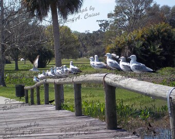 Gaviotas en el puente peatonal, Jardines Venetian, Florida, 2011 (Descarga digital)