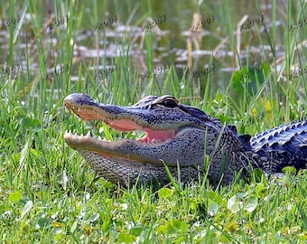 Foto de caimán de Florida, Jardines Venecianos, 2022 (Descarga digital)