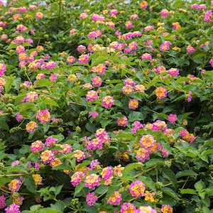 May include: A vibrant display of lantana flowers in full bloom. The image showcases clusters of small, colorful blossoms in shades of pink, yellow, and orange, set against a backdrop of lush green foliage. The flowers are densely packed, creating a textured and visually appealing scene.