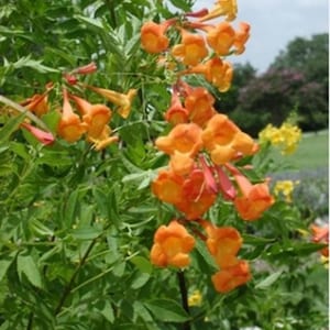 May include: Close-up of vibrant orange trumpet vine flowers in full bloom. The flowers are clustered together, with a few buds and green leaves. The background includes more green foliage and a hint of yellow flowers.