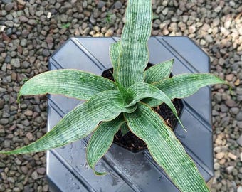 Sansevieria Hybrid Laily Großformat