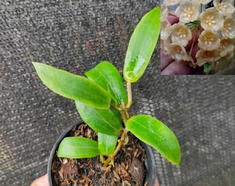 Hoya Blazeernaizhi