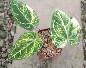 Real Picture Anthurium Crystallinum Variegated 4 Leaves