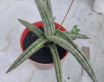 Sansevieria Bella Silver