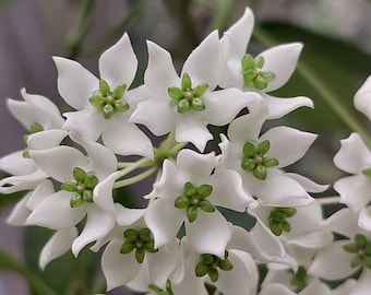 Hoya wayetii 'Lori Lyn', Newly Introduced Hoya Variety, Rooted