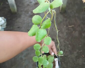 Echtes Bild Hoya Sp Puruk Cahu (Waymaniae Variant ) Üppig