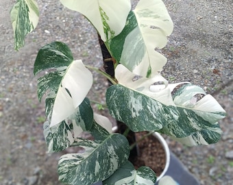 Monstera White Tiger Variegated 11 Leaves Big Size Real Picture