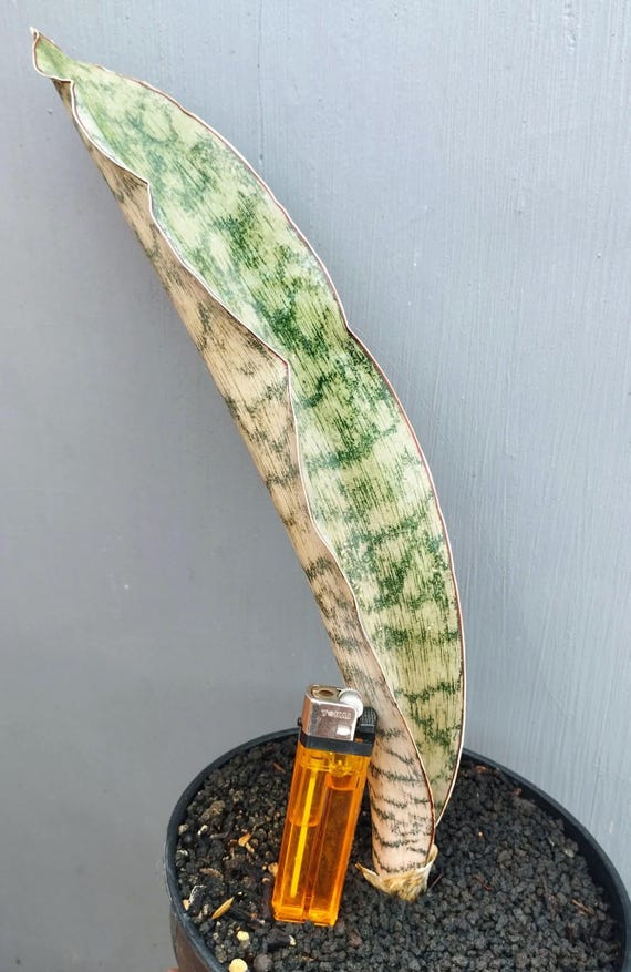 Sansevieria Sp Brown Bull - Etsy