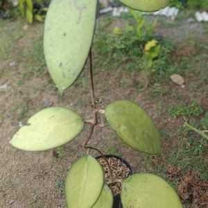 Puede incluir: Una planta Hoya con una enredadera fina, marrón y vellosa, y varias hojas grandes, lisas, de color verde claro y forma ovalada. La planta está enraizada en una pequeña maceta de plástico negro con tierra y virutas de madera.