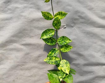 Hoya lacunosa Amarillo