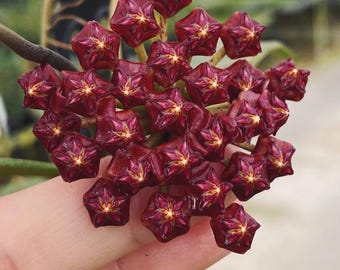 Hoya Rundumensis Sp Borneo Üppiges Blatt