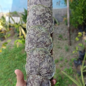 May include: A close-up of a plant stem with several large, textured leaves wrapped around it. The leaves are a mix of gray and green, with a mottled pattern. The stem is brown and appears to be made of wood. The leaves are secured with a thin, white string.