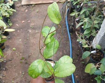 Hoya Sp Bukit Barisan Süd-Sumatra Echt Pict