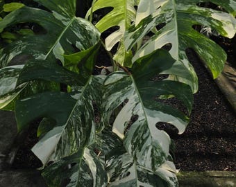 Image réelle Monstera tigre blanc grande taille plante rare