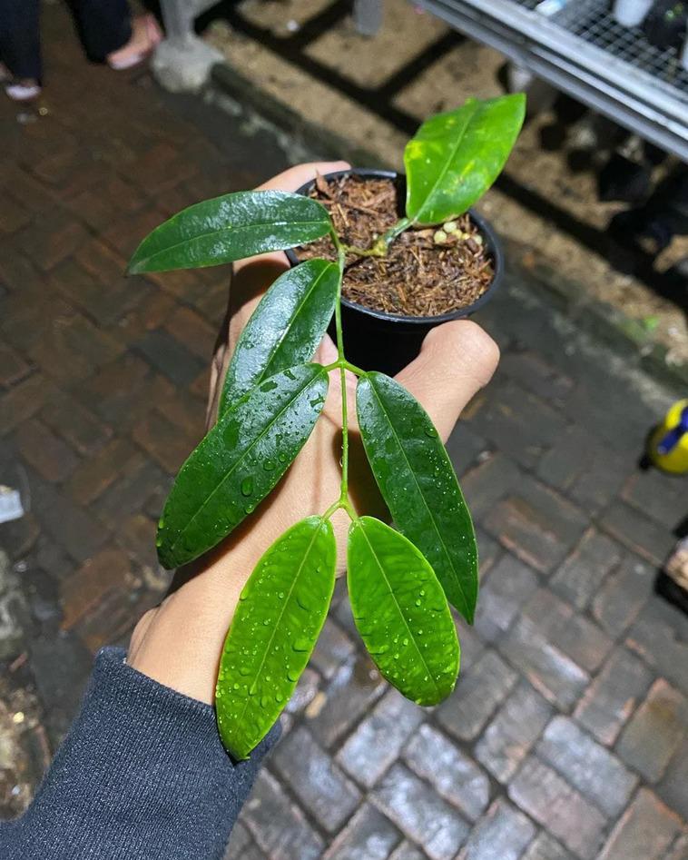 Hoya Surisana Green - Etsy
