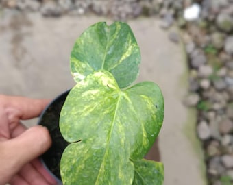 Real Picture Anthurium Faustomirandae Variegated Rare Plant