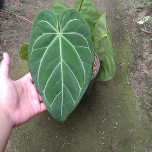orange stripe elephant ear plant Alocasia Imperial Red Elephant Ear Tropical Plant