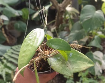 Echtes Bild Hoya Polystachya Sp Borneo 6 Blätter