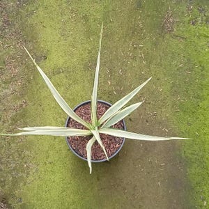 Sansevieria Parva Lancet Weiß Bunt Seltene Schlangenpflanze